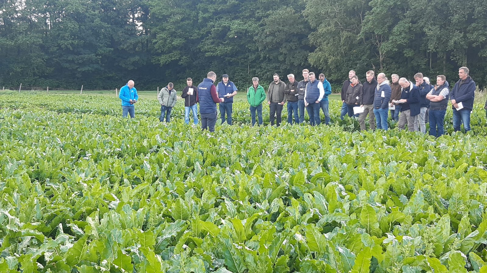 newsimages/133-Zurckerrüben 3.jpg